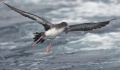 Pink-footed Shearwater